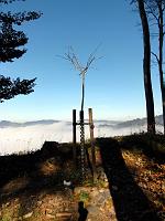  31. Oktober 2011 - der Ginkgo sonnt sich über dem Nebelmeer